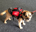 Pet buoyancy aid for sale at Southampton Canoes