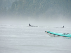 Southampton Canoes Jono Whale watching