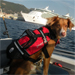 Petfloat buoyancy aid for dogs