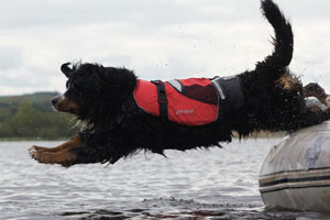 Pet buoyancy aids for sale in uk